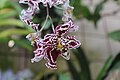 Odontoglossum-Hybride