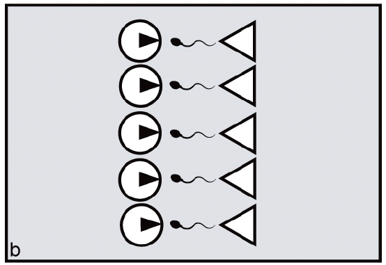 File:Ovulatory synchrony undermines male harem-holding.tiff