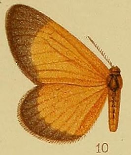 Staphylinochrous fulva