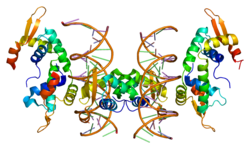 Forkhead-Box-Protein P2