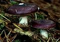 Russula viscida