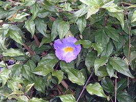 Grootbloemige thunbergia