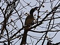 Grautoko African Grey Hornbill