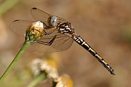 Trithemis arteriosa