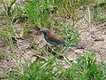 Schmetterlingsfink Red-cheeked Cordon-bleu male