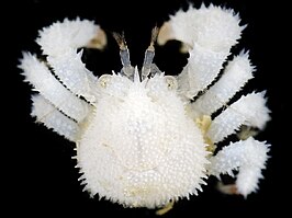 Acantholithodes hispidus