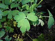 Aquilegia chrysantha leaves