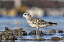 Black-Bellied Plover in non-breeding plumage.