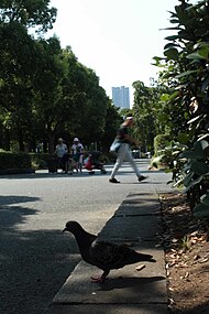 A bird at the park