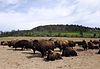 Bisongehege im Wildpark Stangerode