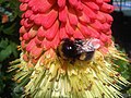 Földi poszméh (Bombus terrestris)