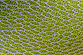 Moss leaf cells