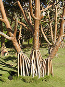 Aerial roots