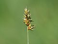 Carex pairaei: inflorescense, Photo by Kristian Peters