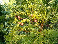 Cephalotaxus harringtonia, takken met vruchten