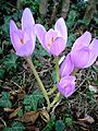 Colchicum speciosum