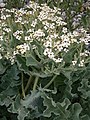 Crambe maritima