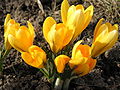 Aranysáfrány (Crocus flavus)