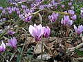 Een tapijt van Cyclamen hederifolium