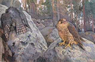 Falcons in the Forest, 1895