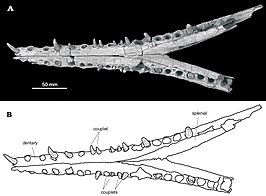 Eosuchus