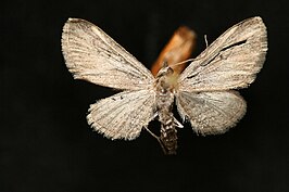 Eupithecia placidata