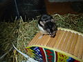 Image 3 Mouse on a wheel (from Template:Transclude files as random slideshow/testcases/2)