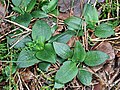 Kriechendes Netzblatt (Goodyera repens) Blätter