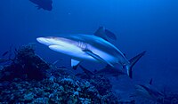 A wild grey reef shark