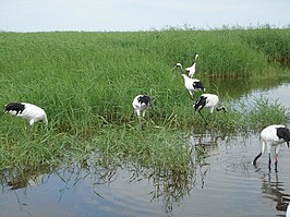 Chinese kraanvogels (Grus japonensis) in Natuurreservaat Zhalong.