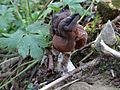 Gyromitra infula