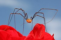 Harvestman (Opilio canestrinii), male, on a geranium flower. He is cleaning his leg by drawing it through his jaws.