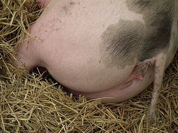 Rear end of a Piétrain pig.