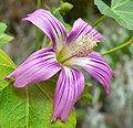 Lavatera assurgentiflora