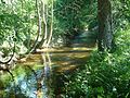 Selten: im Wald. Albertshofen, Flkm ca. 32.