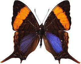 Marpesia corinna