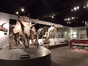 Partial Dinosaur Hall display
