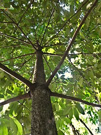 Young tree displaying "myristicaceous branching"