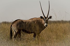 Gemsbok in het park