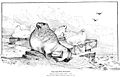 Pacific walrus, July 5, 1872