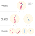 Hypothetische Entstehung des Syndroms: Durch Crossing-over während der Prophase I der Meiose gelangt die SRY vom Y auf das X-Chromosom. Von diesem Effekt sind 2 der 4 Keimzellen betroffen.