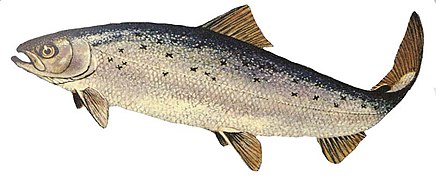 Salmon enter the ocean as post-smolt and mature into adult salmon. They gain most of their weight in the ocean
