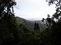 View of Diamond Head from Tantalus Drive