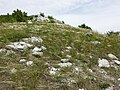 Felssteppe mit fruchtendem Federgras (Stipa pennata agg.) auf der Südseite des Devínska Kobyla.