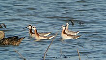 Wilson's phalarope