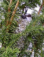 Juvenile on nest