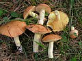 Körnchen-Röhrling Suillus granulatus