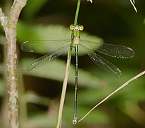 Lestes virens vestalis