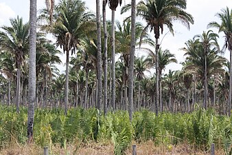 A. speciosa forest in Maranhão state, Brazil