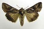 Autographa gamma – Specimen